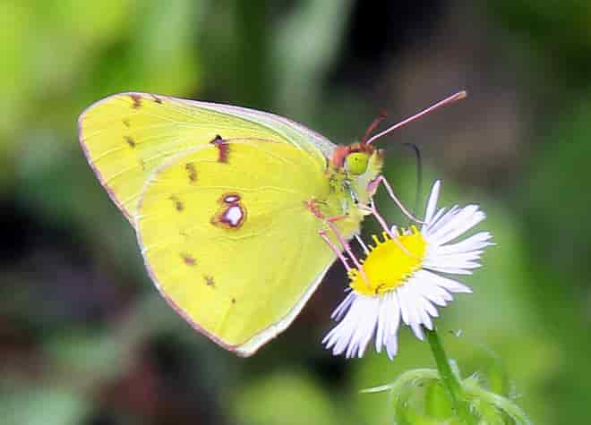 �����L�`���E